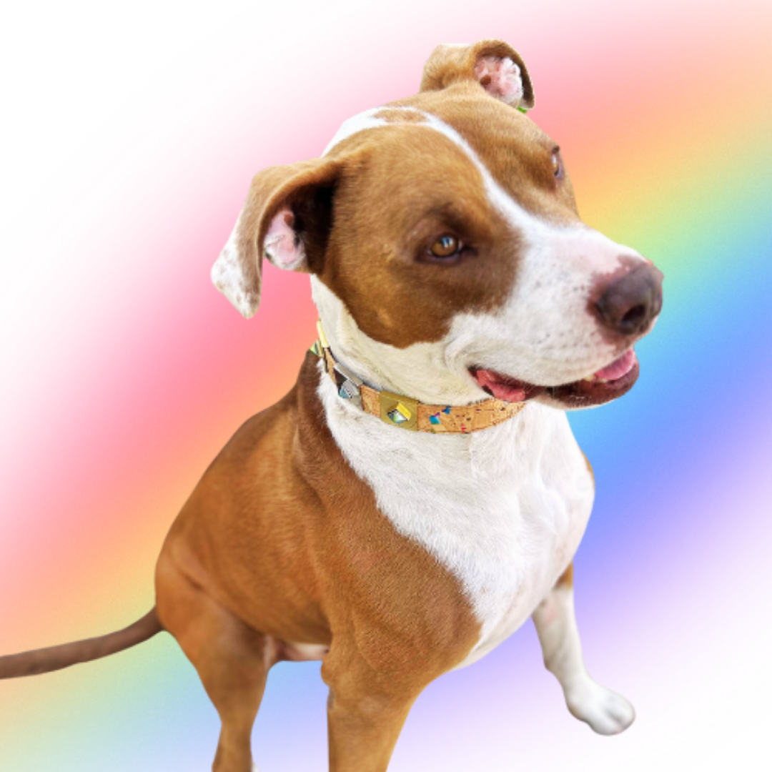 Rainbow Pride Collar Charm Set