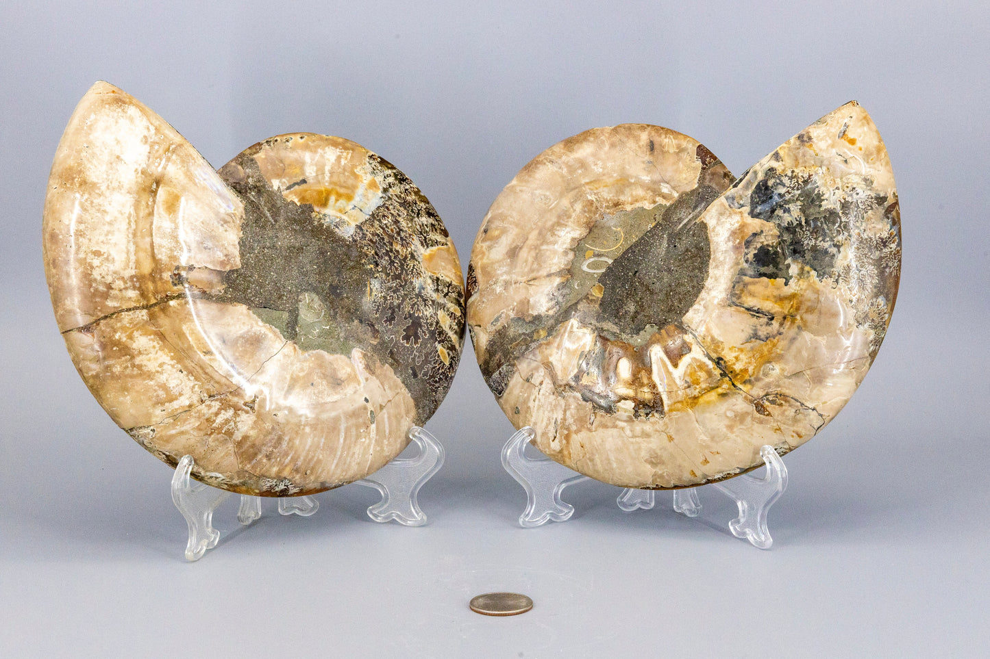 Ammonite Fossil Matched Pair Halves