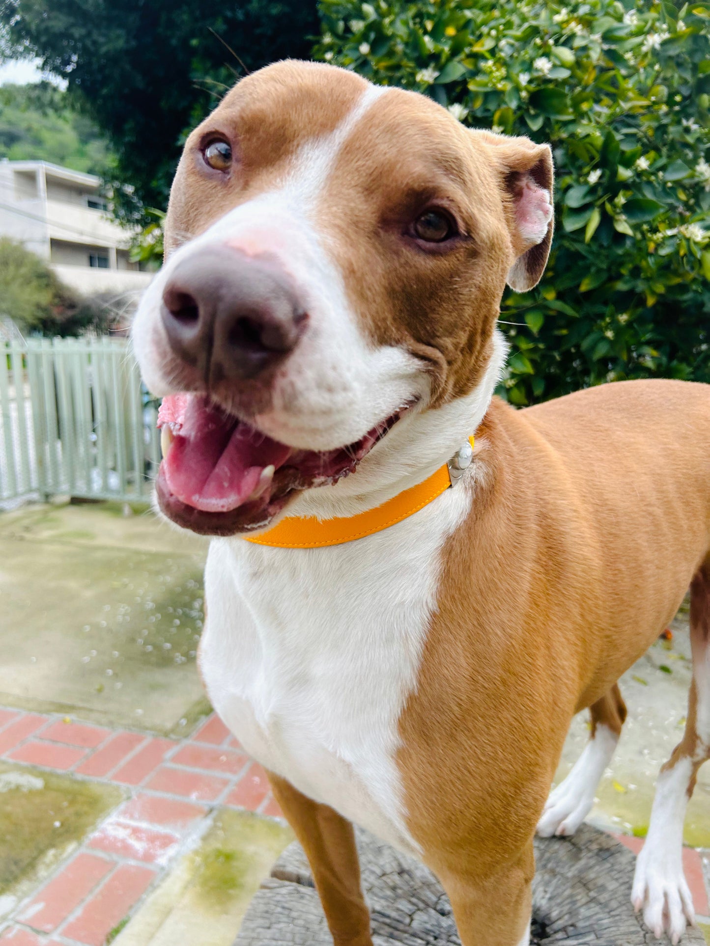 Sunflower Howl Match Your Pet Gift Box Set