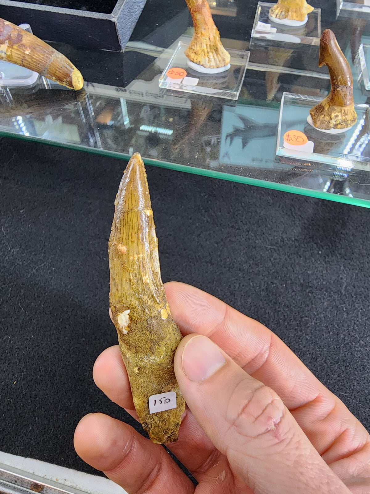 Spinosaurus Tooth w/Root (MD)
