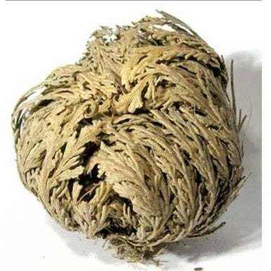Rose of Jericho - The Immortal Plant