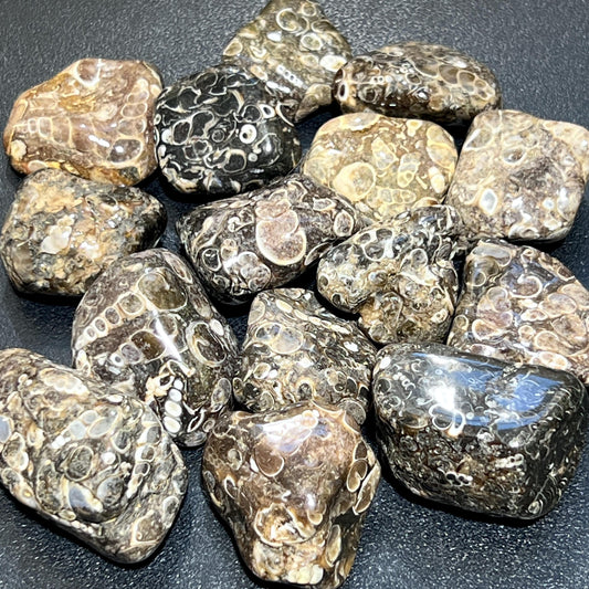 Turritella Agate Tumbled Fossil Stone (UV Reactive)(By The Piece Or Pound) Bulk Wholesale Gemstone Supply