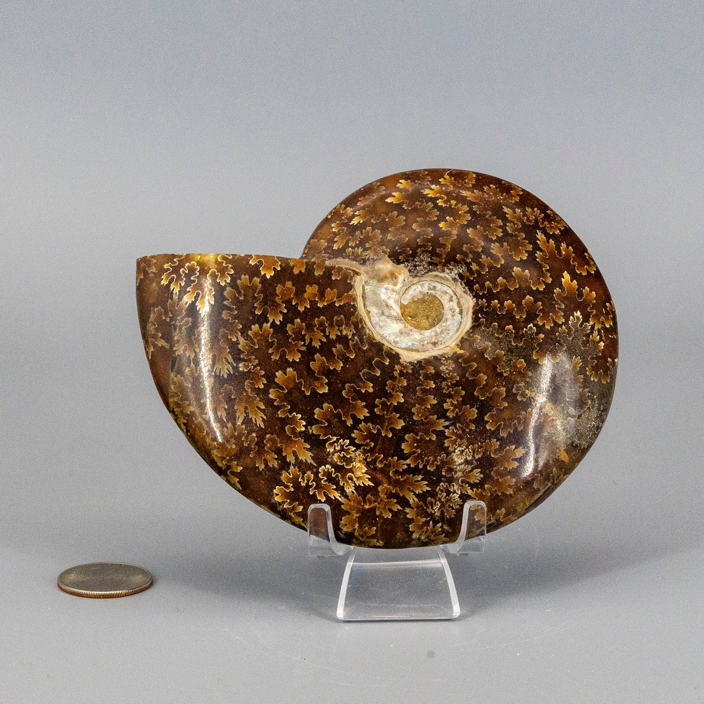 Ammonite Crystalized Fossil "Whole"