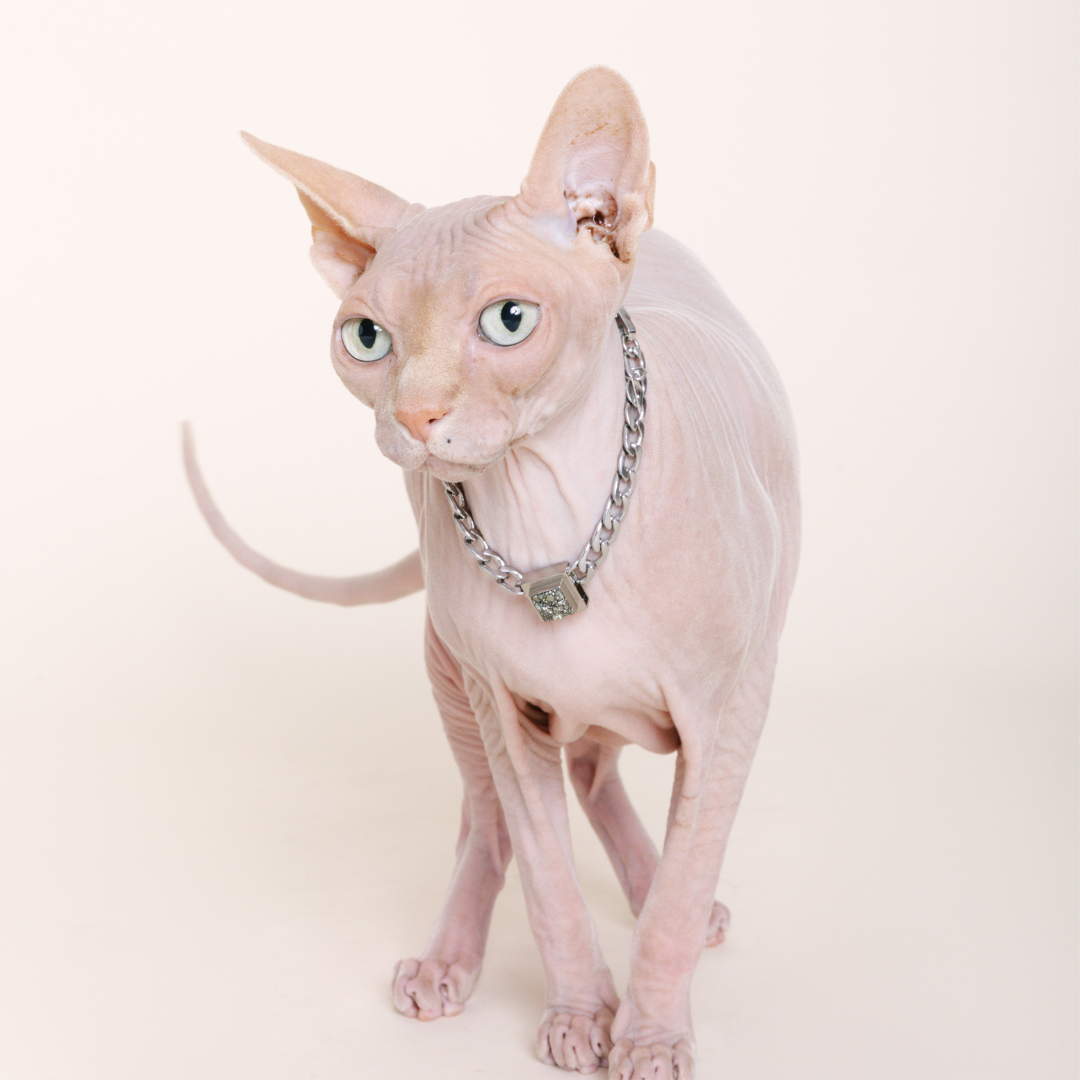 The Galaxy Pet Necklace