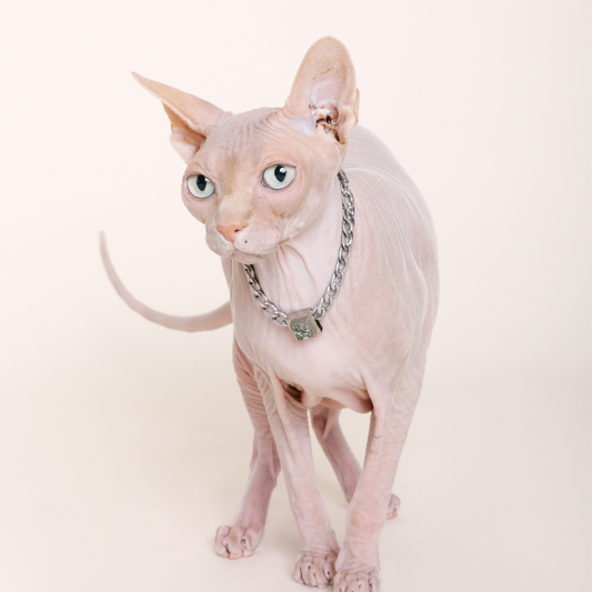 The Galaxy Pet Necklace