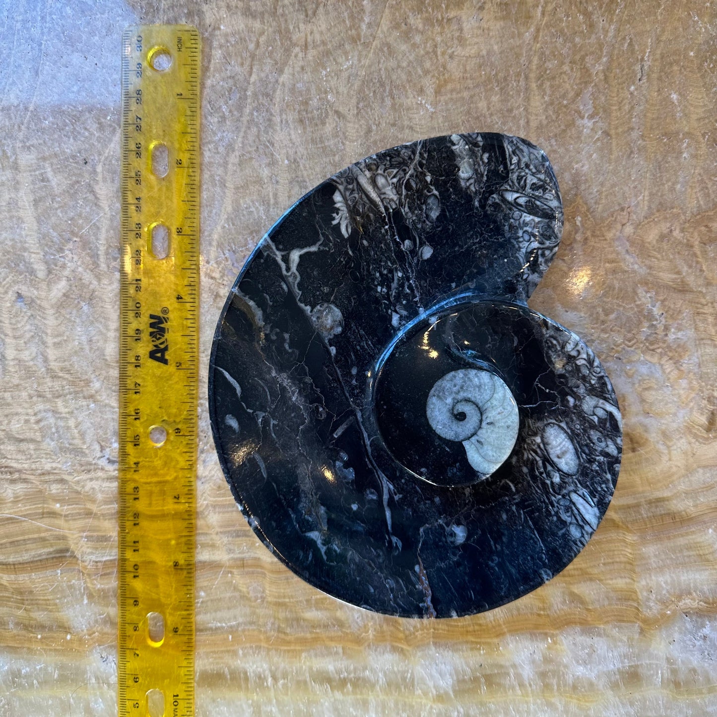 Ammonite & Orthoceras Fossils in Black Limestone Plate