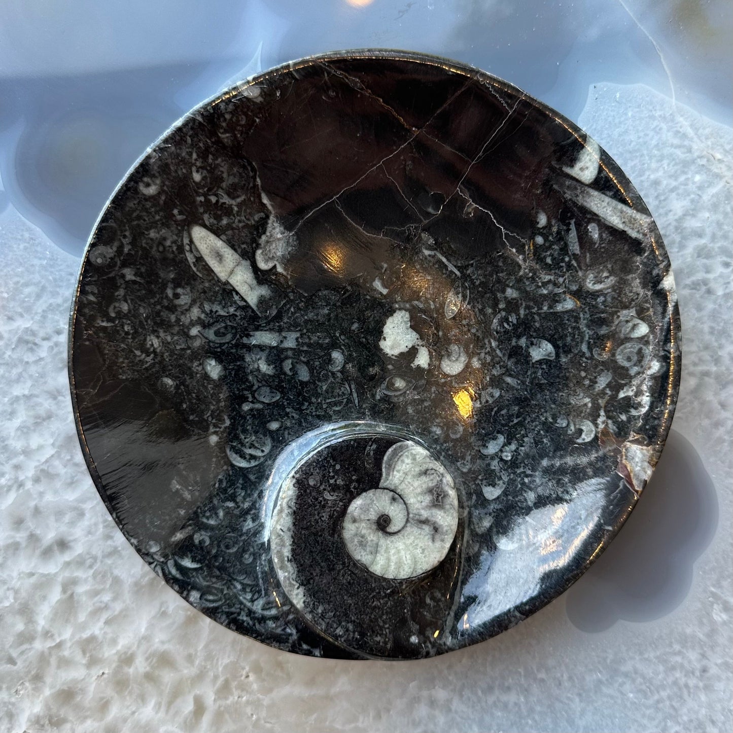 Ammonite & Orthoceras Fossils in Black Limestone Plate