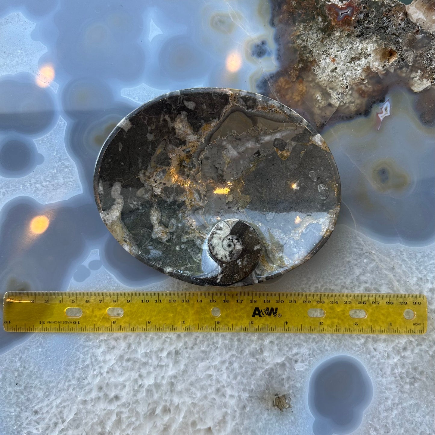 Ammonite & Orthoceras Fossils in Black Limestone Plate