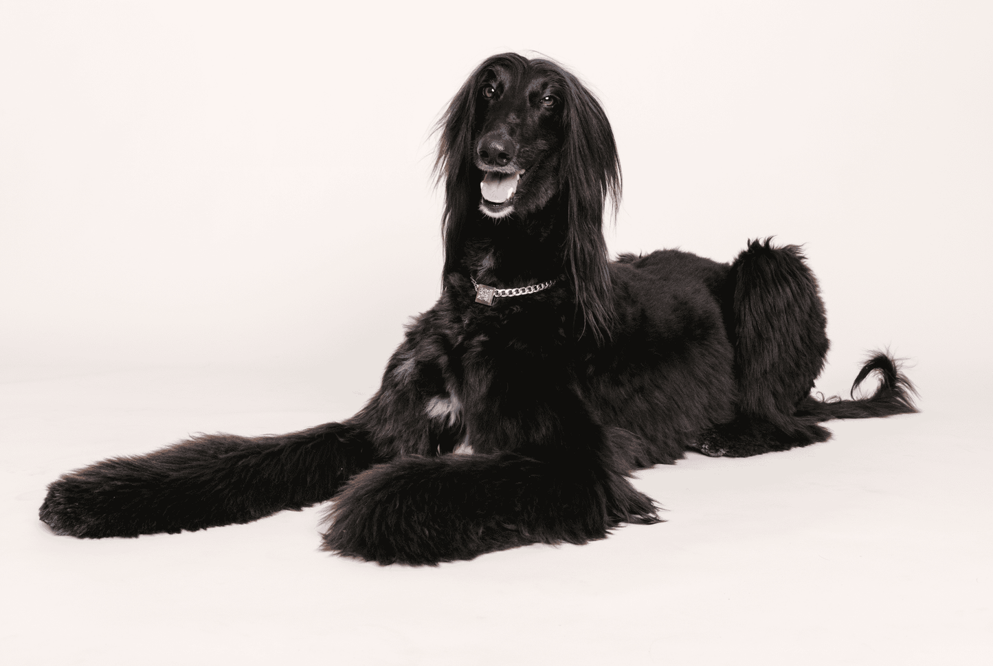 The Galaxy Pet Necklace