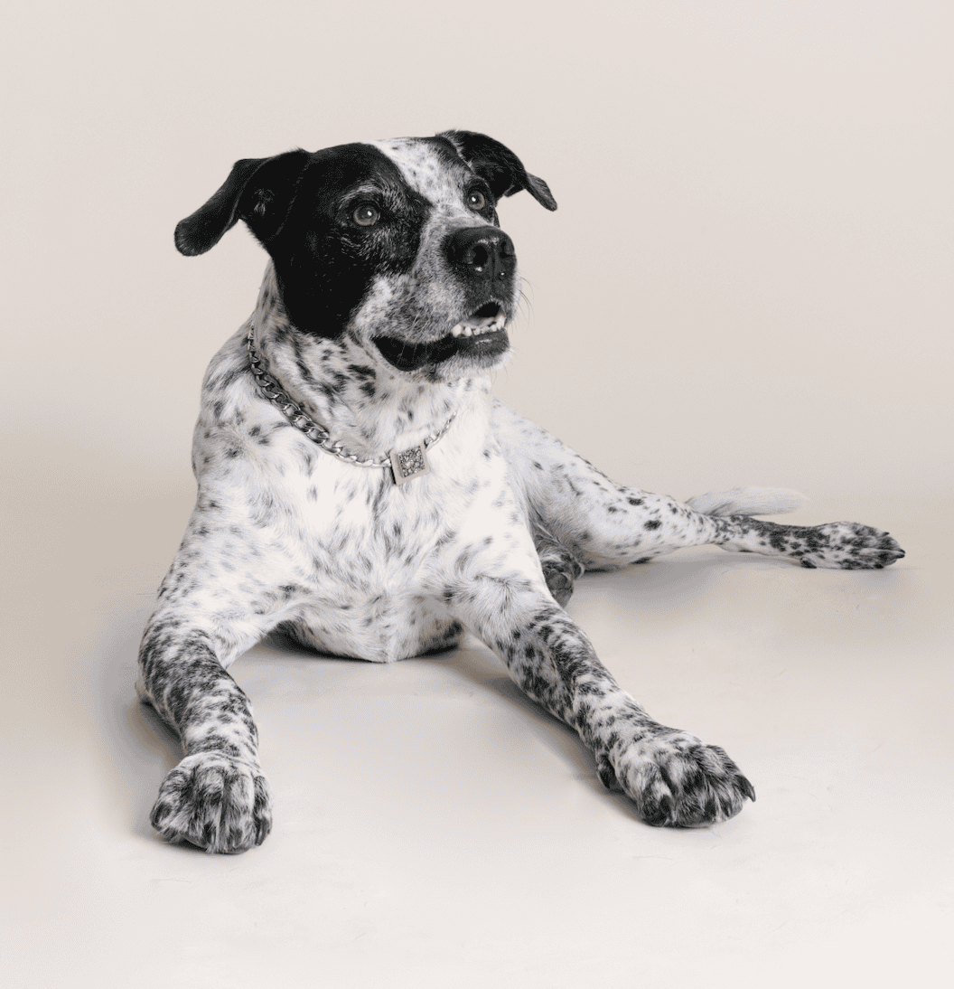 The Galaxy Pet Necklace