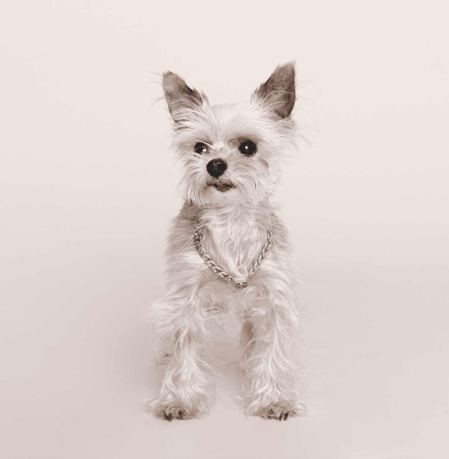 The Galaxy Pet Necklace