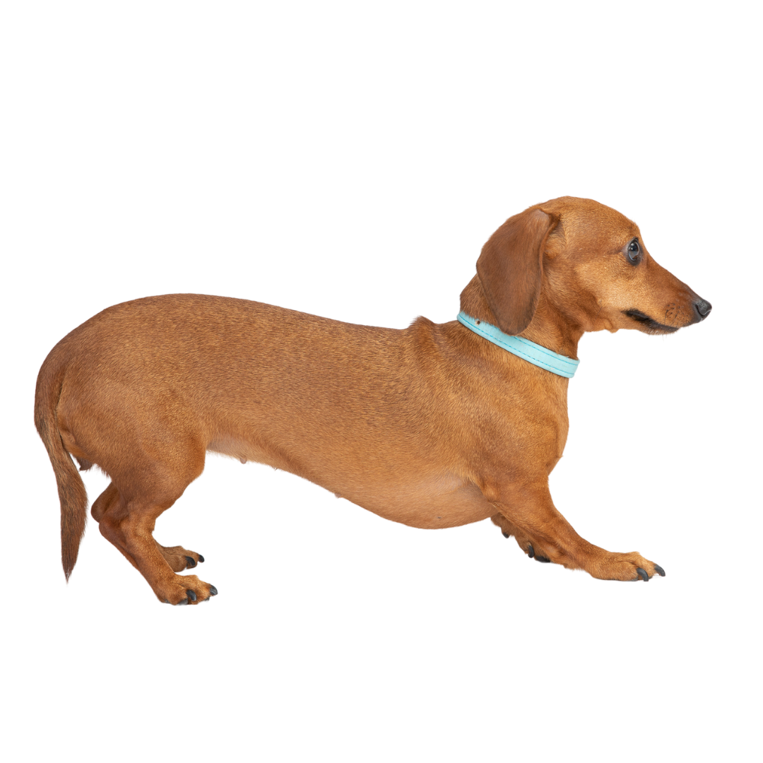 Sky Blue Cork Leather Collar