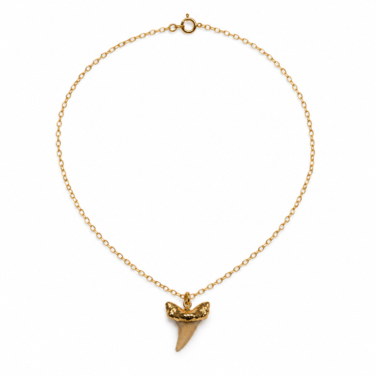Genuine Shark Tooth Necklace – Gold Filled – One of a Kind