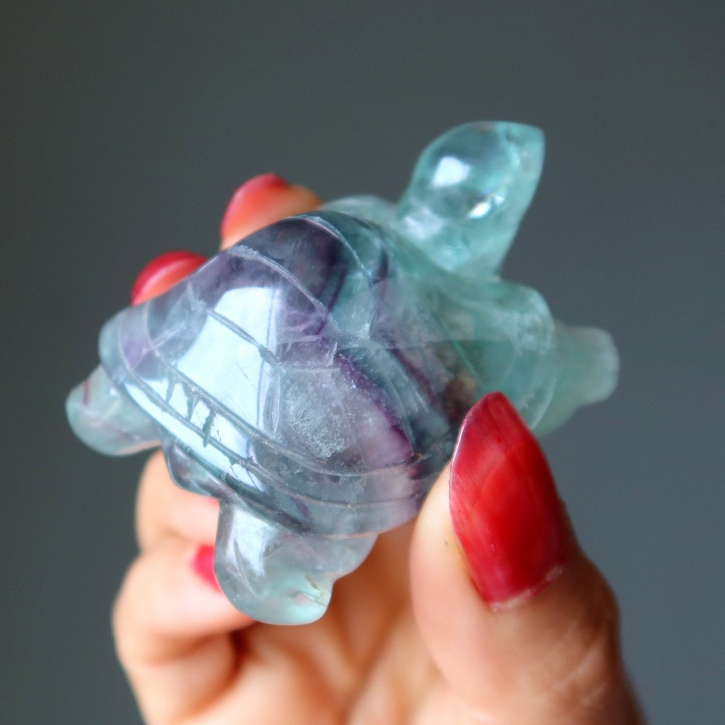 Fluorite Turtle Walk of Rainbow Animal Guardian
