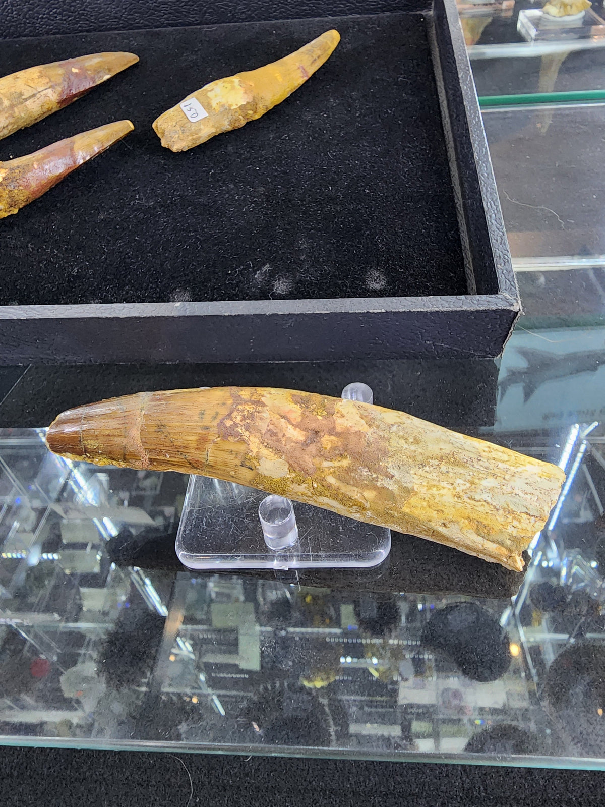Spinosaurus Tooth (LG)